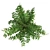 Lush Western Sword Fern in Pot 3D model small image 4