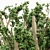 Lush Cedar Of Lebanon Grove 3D model small image 3