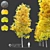 Vibrant Vine Maple: Acer circinatum 3D model small image 1