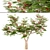 Flamboyant Trees Set: 3 Magnificent Royal Poinciana 3D model small image 5