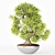 Miniature Tree Collection 3D model small image 2