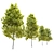 Cleveland Norway Maple: Twin Trees, 10-14m 3D model small image 2