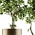 Bonsai Ficus: Indoor Plant Set 91 3D model small image 3