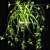 Low-Maintenance Spider Plants Combo 3D model small image 3