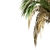 Set of 3 Silver Date Palm Trees 3D model small image 5