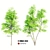 Double Ash Trees: 11m Tall 3D model small image 1