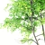 Double Ash Trees: 11m Tall 3D model small image 3