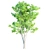 3 Premium Ash Trees | Heights: 11.3m, 12.30m, 13m 3D model small image 3