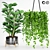Easy Care Ficus & Elastica Collection 3D model small image 1