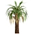 Majestic Macrozamia Moorei Palm Trio 3D model small image 2