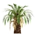 Majestic Macrozamia Moorei Palm Trio 3D model small image 3