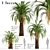 Majestic Macrozamia Moorei Palm Trio 3D model small image 4