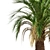 Majestic Macrozamia Moorei Palm Trio 3D model small image 5