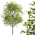 Exquisite Large-Leaved Linden Set 3D model small image 2