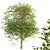 Exquisite Large-Leaved Linden Set 3D model small image 4