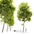 Tilia Cordata: Majestic Linden Tree 3D model small image 1