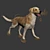 Golden Retriever: Beautiful Hunting Dog 3D model small image 5