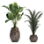 Exotic Plant Collection: Banana Palm, Ravenala, Strelitzia 3D model small image 3