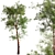 Scots Pine Tree Set: Pinus Sylvestris 3D model small image 4