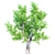 Evergreen Tree Set: Eucalyptus, Cypress, Palm & Cedar 3D model small image 4