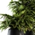 Tropical Oasis Indoor Plant Set 3D model small image 3