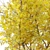 Winter & Autumn Fraxinus Tree: Separated Parts, Corona Material Library 3D model small image 5