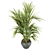 Tropical Elegance: Kentia Palm 3D model small image 2