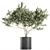 Exotic Plant Collection: Decorative Olive Tree in Black Vase 3D model small image 1