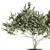 Exotic Plant Collection: Decorative Olive Tree in Black Vase 3D model small image 2