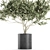 Exotic Plant Collection: Decorative Olive Tree in Black Vase 3D model small image 3