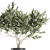 Exotic Plant Collection: Decorative Olive Tree in Black Vase 3D model small image 4