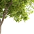 Gleditsia Triacanthos: Elegant Honey Locust 3D model small image 4