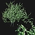 Twining Jasmine - Trachelospermum Jasminoides 3D model small image 1