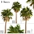 Triple Sabal Palm Tree Set - Lush Cabbage Palms 3D model small image 1