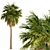 Triple Sabal Palm Tree Set - Lush Cabbage Palms 3D model small image 5