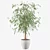 Ficus Ali - Exquisite Indoor Plant 3D model small image 3