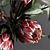 Elegant Protea & Eucalyptus Bouquet 3D model small image 2