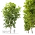 Sycamore Maple Tree - Authentic Acer Pseudoplatanus 3D model small image 1