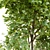 Sycamore Maple Tree - Authentic Acer Pseudoplatanus 3D model small image 4