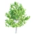 Luxury Maple Tree Duo V-Ray - 10m Height 3D model small image 2