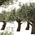 Mediterranean Olive Tree Trio 3D model small image 4