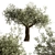 Mediterranean Olive Tree Trio 3D model small image 5