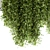 Lush Greens Set - Hanging Plants 3D model small image 3
