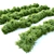 Flourishing Bush - 1.2m Height 3D model small image 4