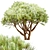 Scenic Set of Pinus Mugo Trees 3D model small image 4