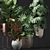 Five Plant Collection: Outdoor and Indoor Ornamental Plants 3D model small image 4