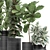 Exotic Ficus Plant Collection in Black Pots 3D model small image 3