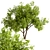 Robinia Pseudoacacia Trees: Elegant and Versatile (2-Pack) 3D model small image 2