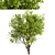 Robinia Pseudoacacia Trees: Elegant and Versatile (2-Pack) 3D model small image 5
