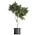 Tropical Decorative Tree - Black Vase 3D model small image 4